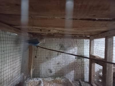 1pair love birds ,1male single ha and 1pair cocktail,and 1 single ha