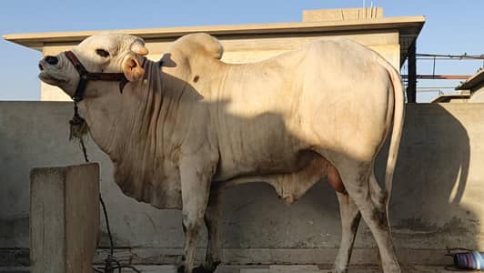 4 teeth heavyweight bachra approx 6 mun meet weight