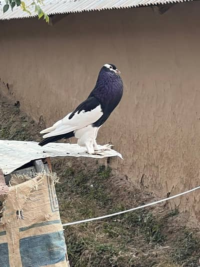 Black magpay breder maile far saile