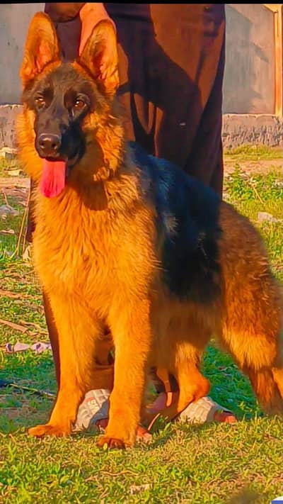 German shepherd female for sale age 8 month