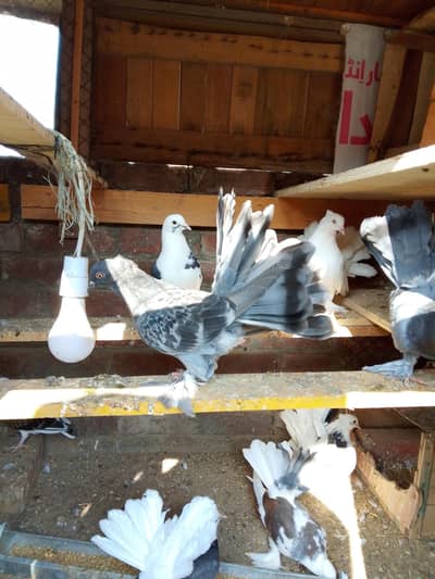 Lakka Kabooter pair Sheeazi Kabooter pair