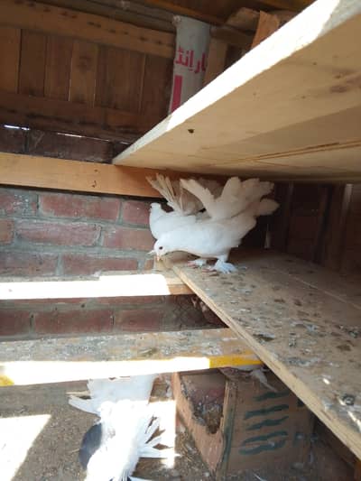 Lakka Kabooter pair Sheerazi Kabooter pair