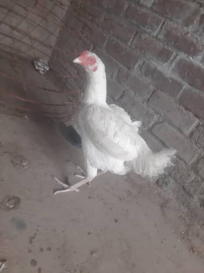 Aseel Heera Hen (Urgent Sale)