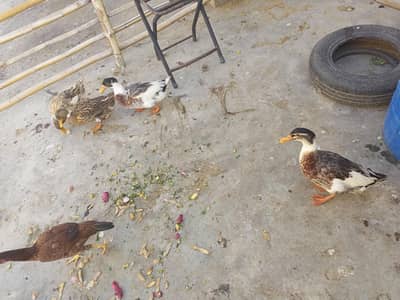 Desi Ducks