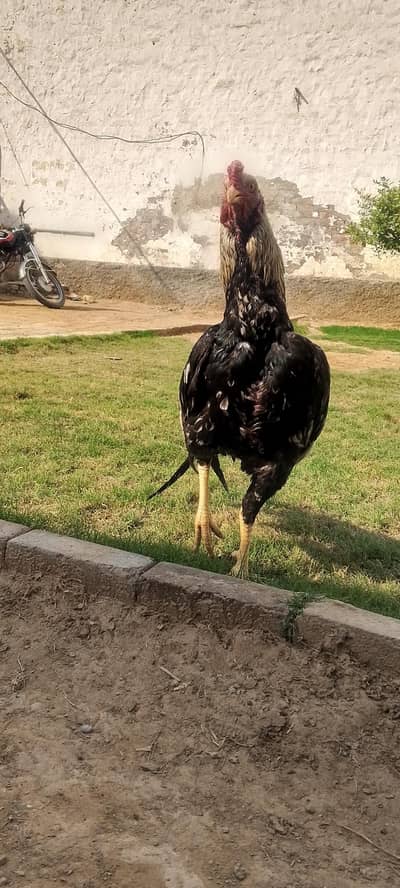 Jawa Lover ( 301-810-43-15 )