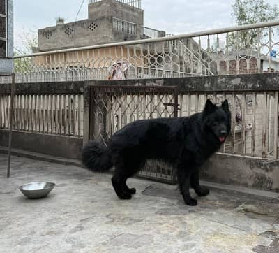 Black Male Available