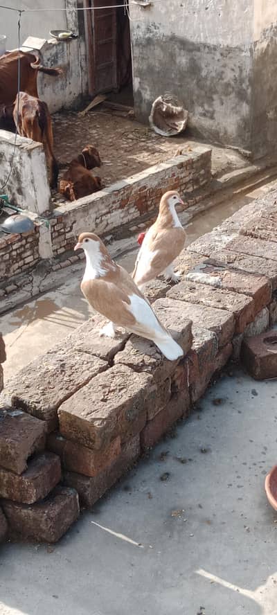 sherazi pair  with egg 4000