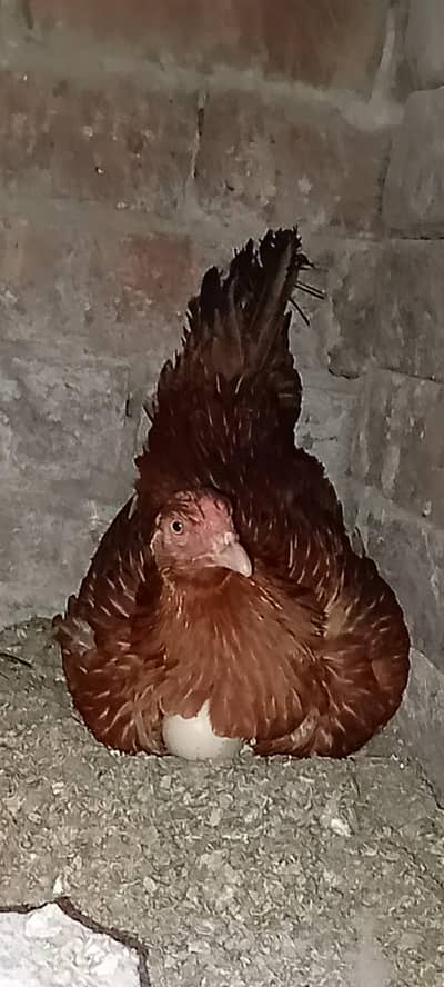 Mianwali cross Pure Aseel Kurak Madi Female