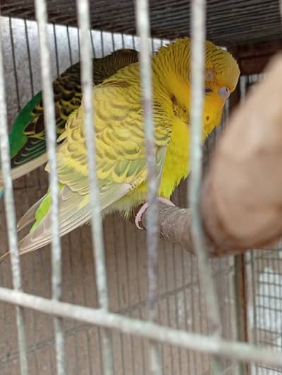 Lovebird chicks, pair and budgies pair available