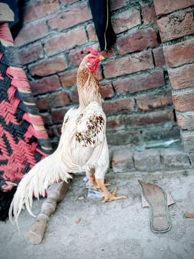 bohat he nayab quality aseel  chena murgha