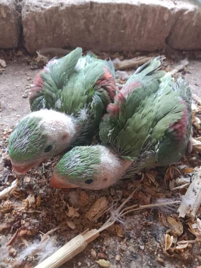 raw parrots