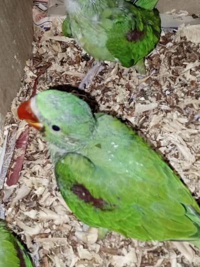 healthy pahadi parrot 1 available