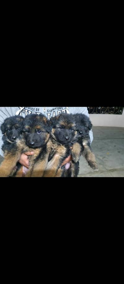 gsd long coat females puppy for sale