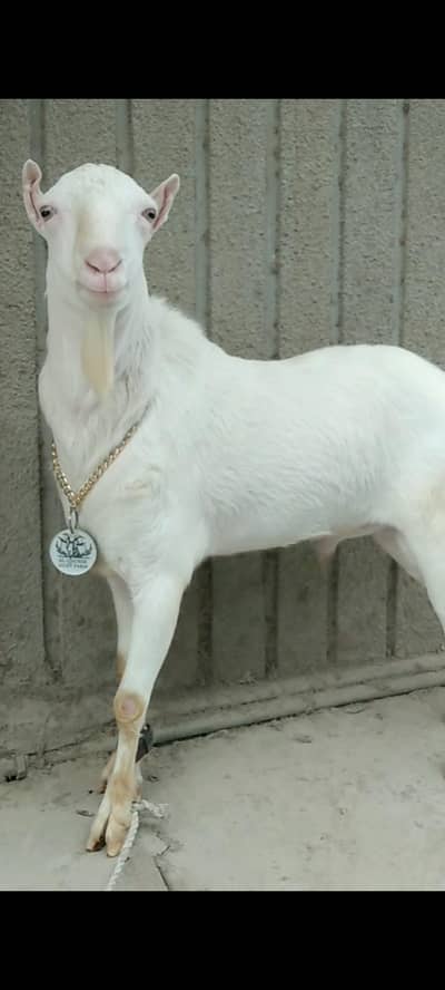 Pointed Tedda breeder quality