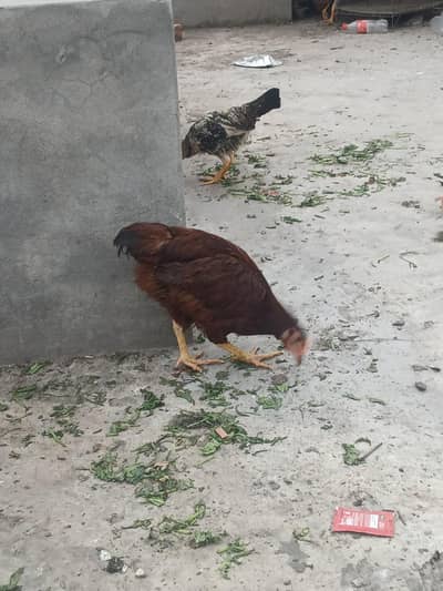 HERITAGE RIR CHICKS FOR SALE