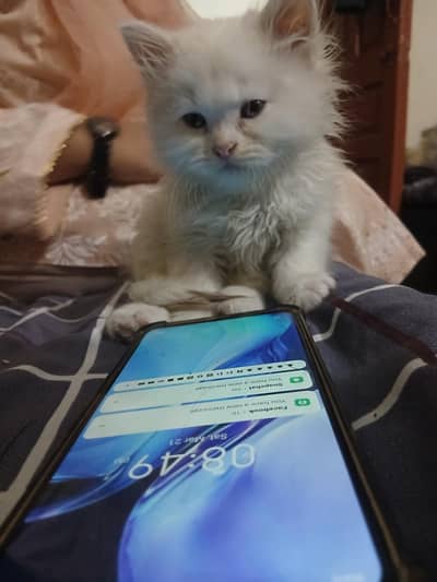 White Persian Kittens , Blue and Grey Eyes.