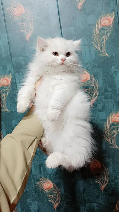 Persian Kittens Triple Coated
