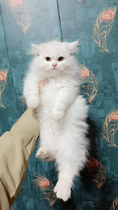 Persian Triple Coated Cats & Kittens