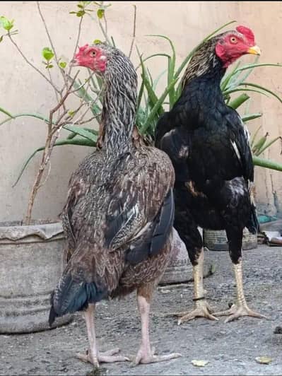 Aseel mianwali jawa jora pure nasal