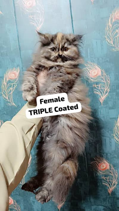 Persian Kittens Triple Coated