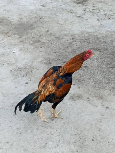 peela aseel patha for sale long hight patha