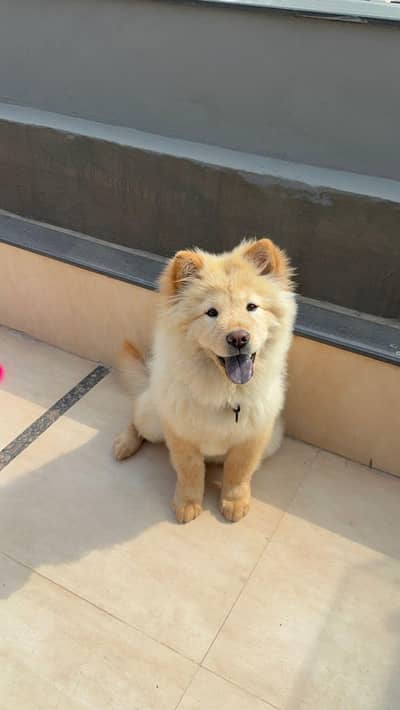 Chow Chow Cute Dog
