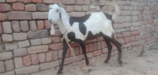 Beautiful female goat 11 months age