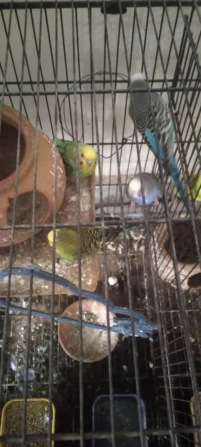 Budgies along with Cage for sale