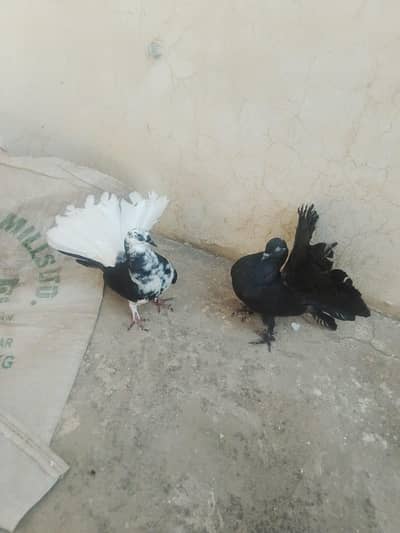 English faintal pair