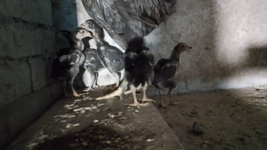 aseel chicks hain pure father pick attached