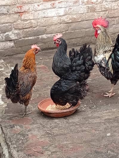 desi murgiya for sale Ghar ki Pali hai feed Ka bilkul istamal Nahi hai