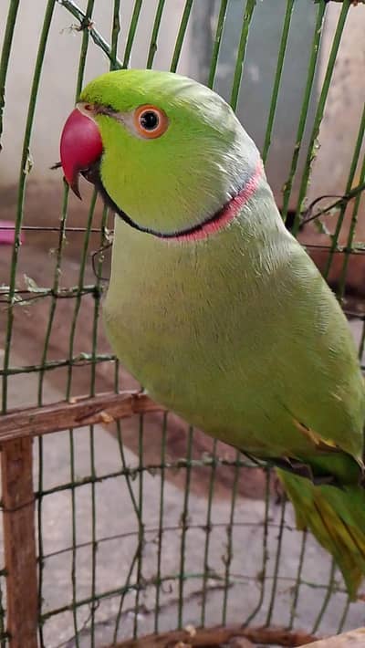 raw green Parrot whistle good Health