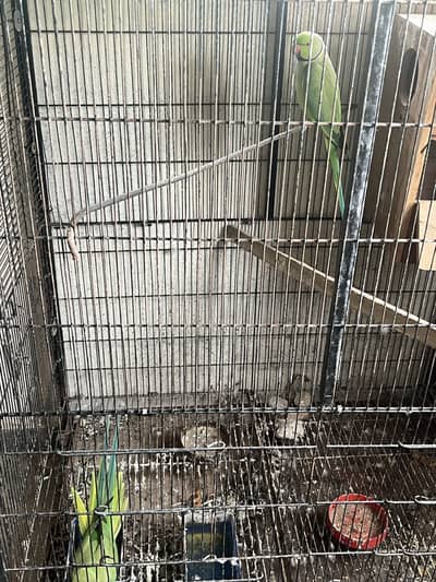 Parrot for sale Pasia km ho ja ga