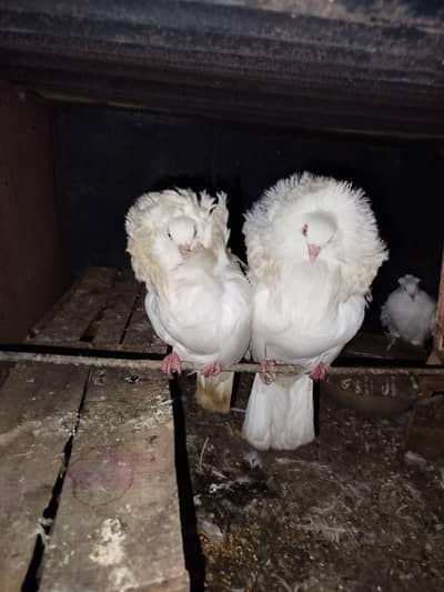 A+ quality pair breeder