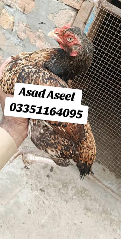 Amroha + Merathi Madi For Sale 03351164095