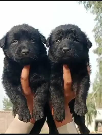 Sialkot Punjab Black German Shepherd male for sale