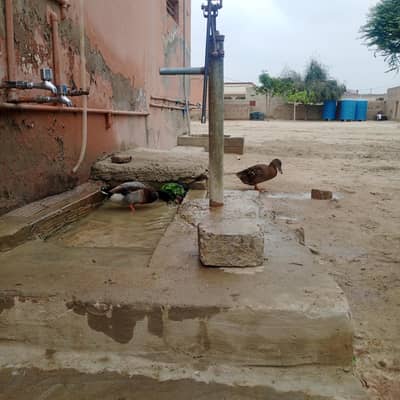 mallard jungle murghabi dese