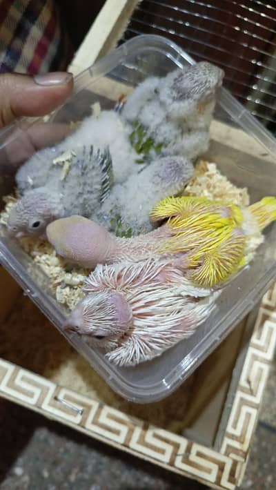 sunconure, redwing 03124381493 contect