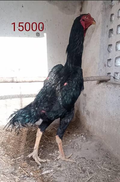 Imported Shamo Chicks And Pathy ( High Quality)