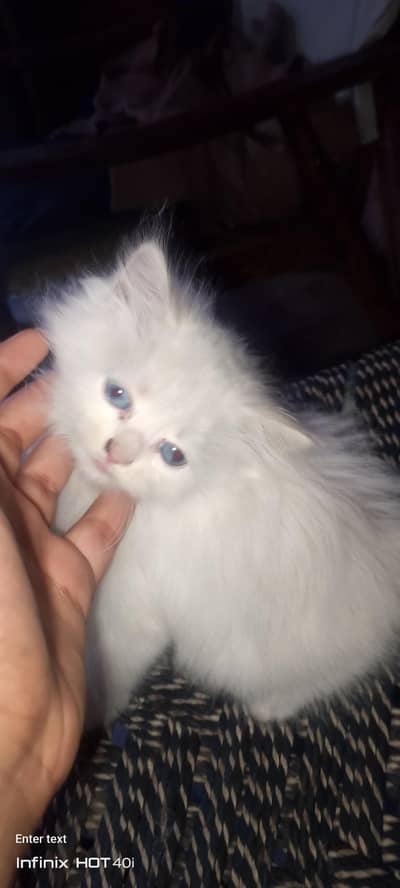 Persian cat triple caot blue eyes Whatsapp number 0313;7120998