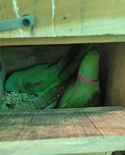 Raw breeding pair 1000 percent guarantee  03394169922