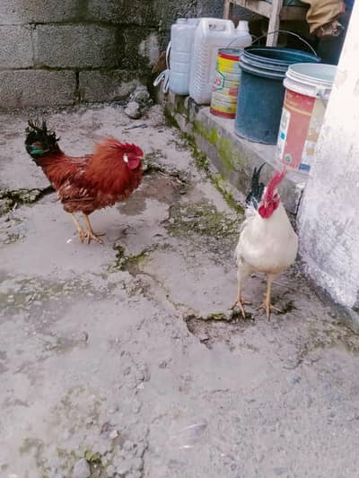 White and Red Murgha