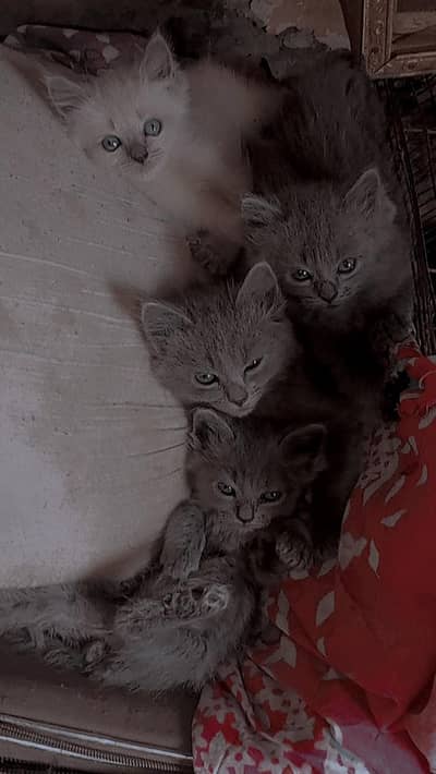 best quality Persian kittens