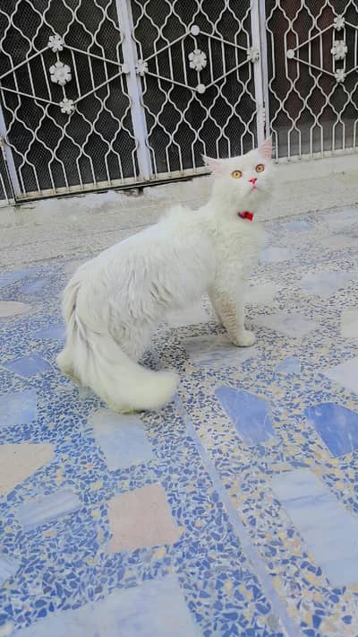 cat Billa phune number 03054159878