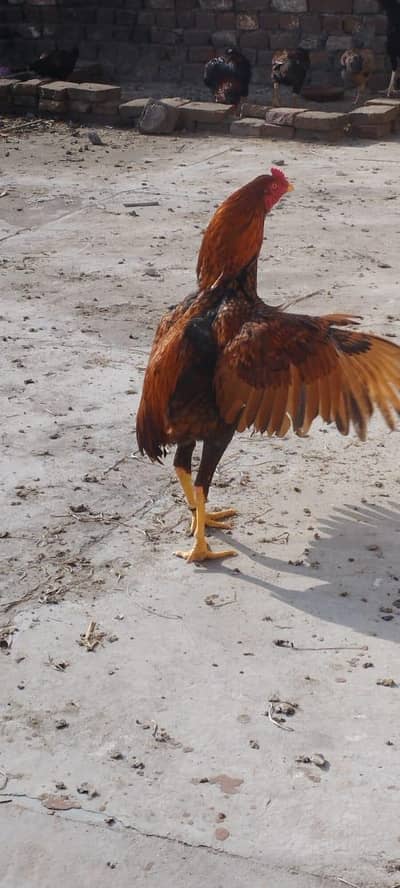 peela patha ha long hight exchange with 2 potion aseel cage