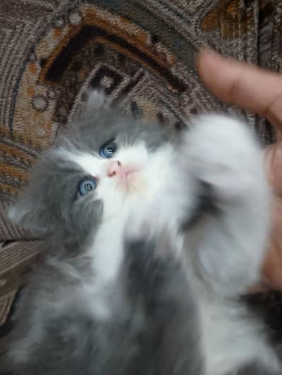 grey male kitten available