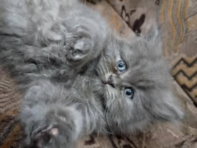 grey male kitten available