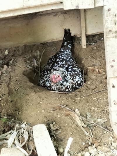 2 female Mainwali Nasal or Black  Aseel Coorak par bethi no eggs 