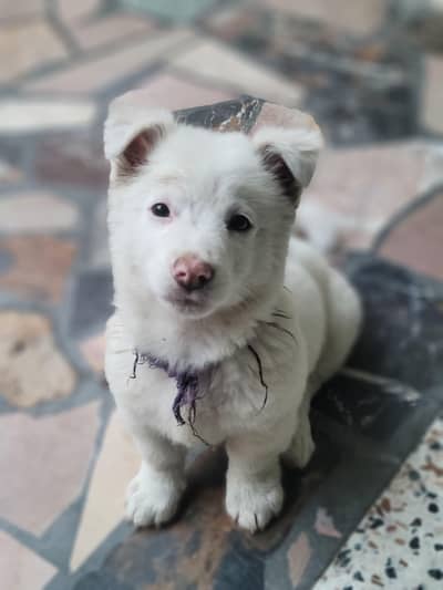 Russian dog pink nose