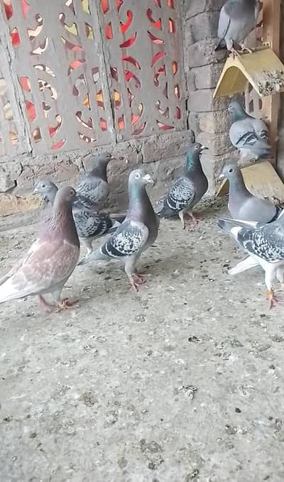 Qasad pigeons urgentl for sale